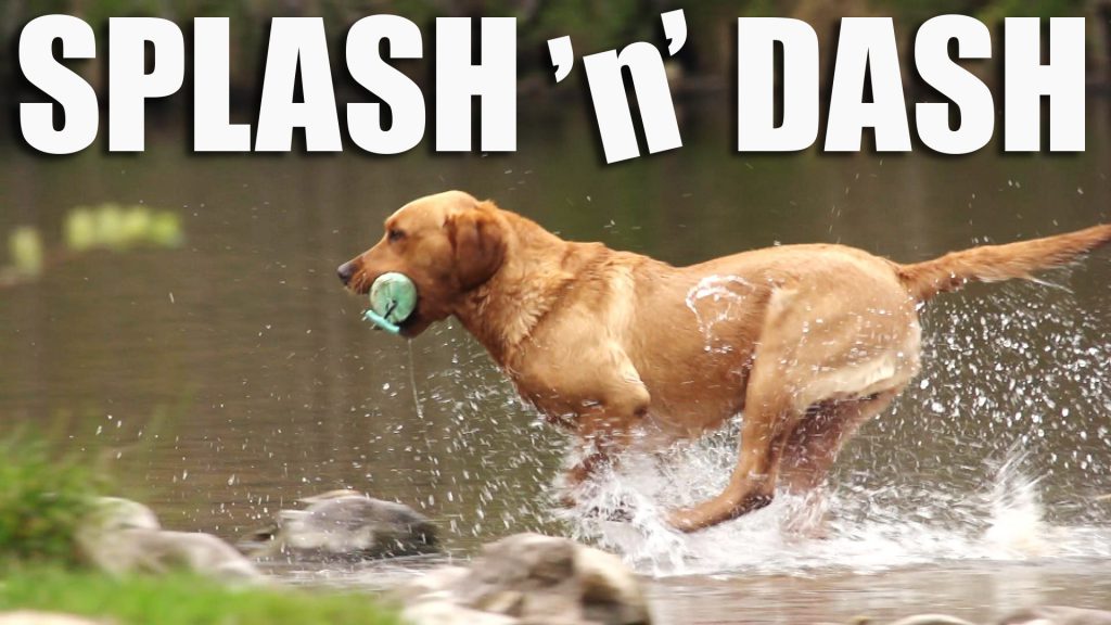 Gundog Summer Boot Camp: Retrieving in Water