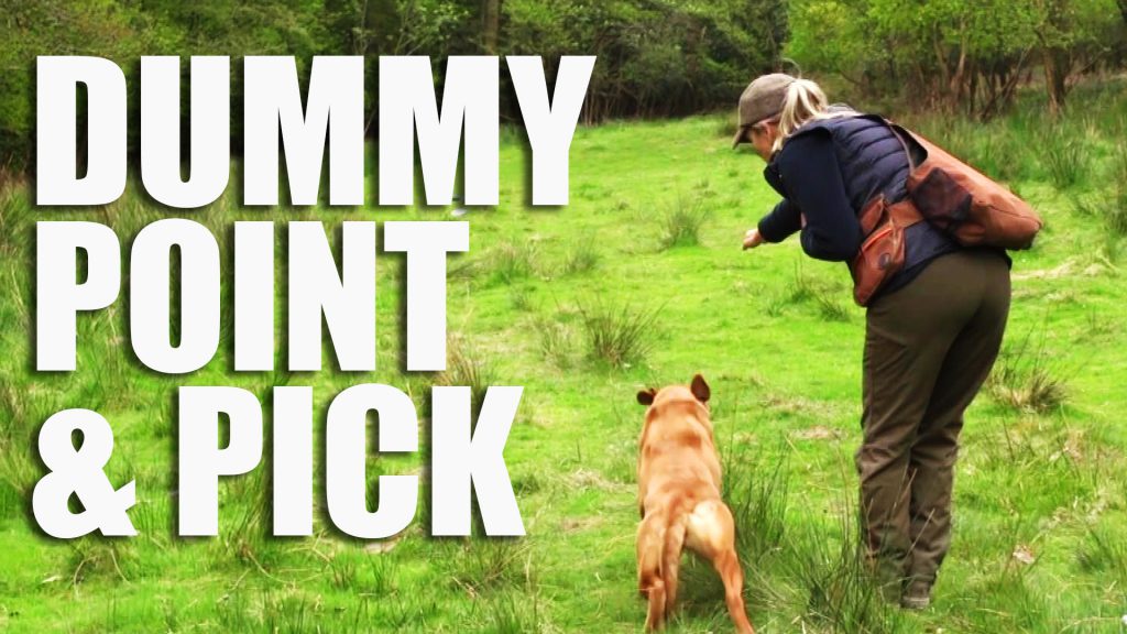 Gundog Summer Boot Camp: Dummy Point & Pick