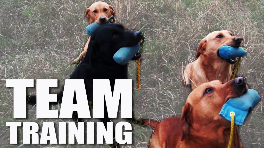 Gundog Summer Boot Camp: Training a Team
