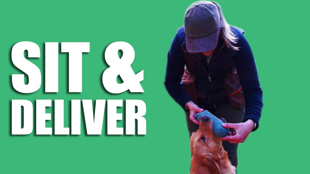 Gundog Summer Boot Camp: Sit and Deliver
