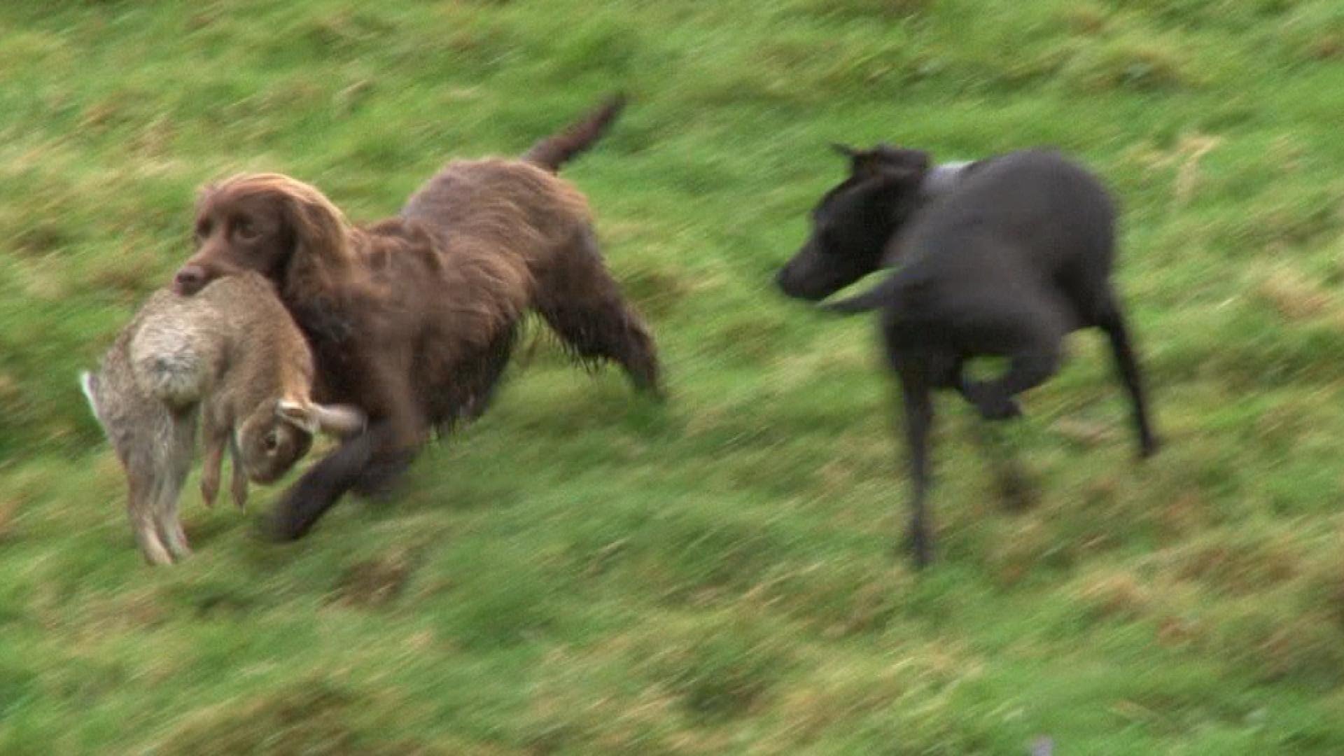 Duck Hunting Dog Training Schools Duck Hunting Dog Training Schools