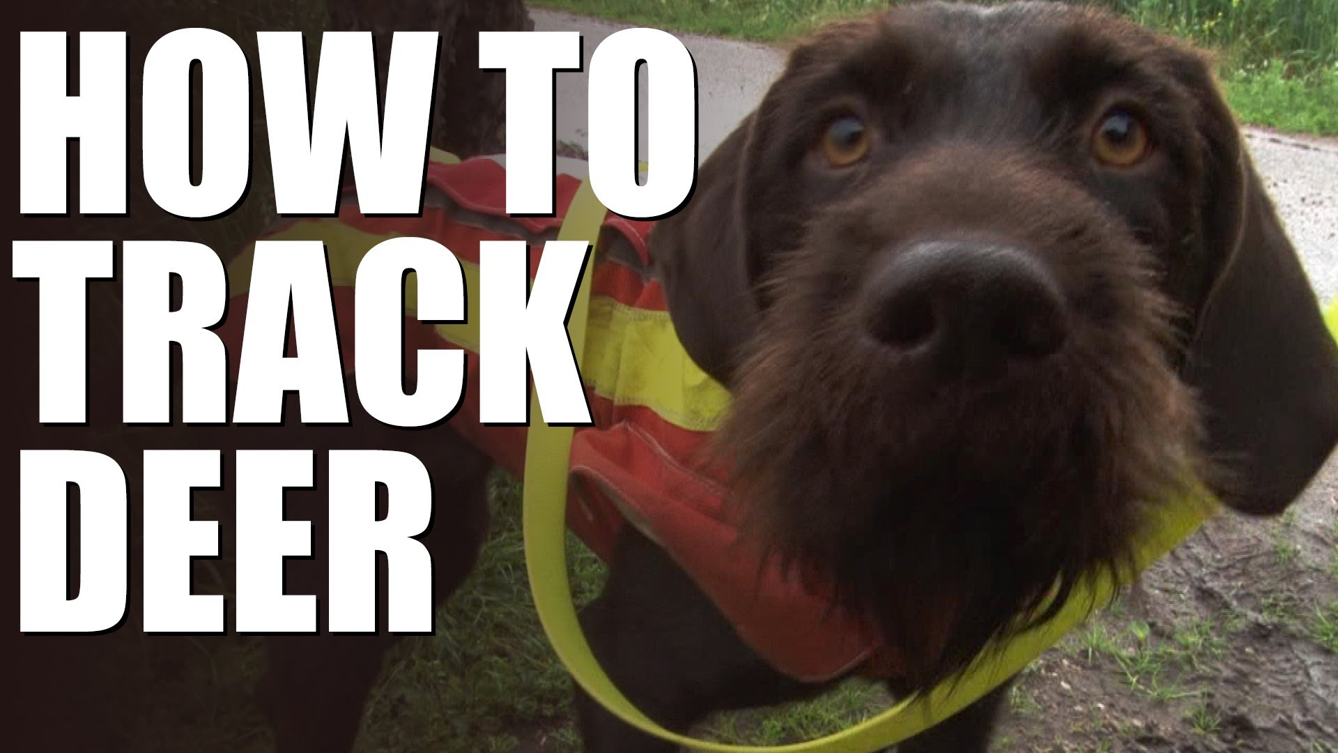 How to track wounded deer with a dog Fieldsports Channel