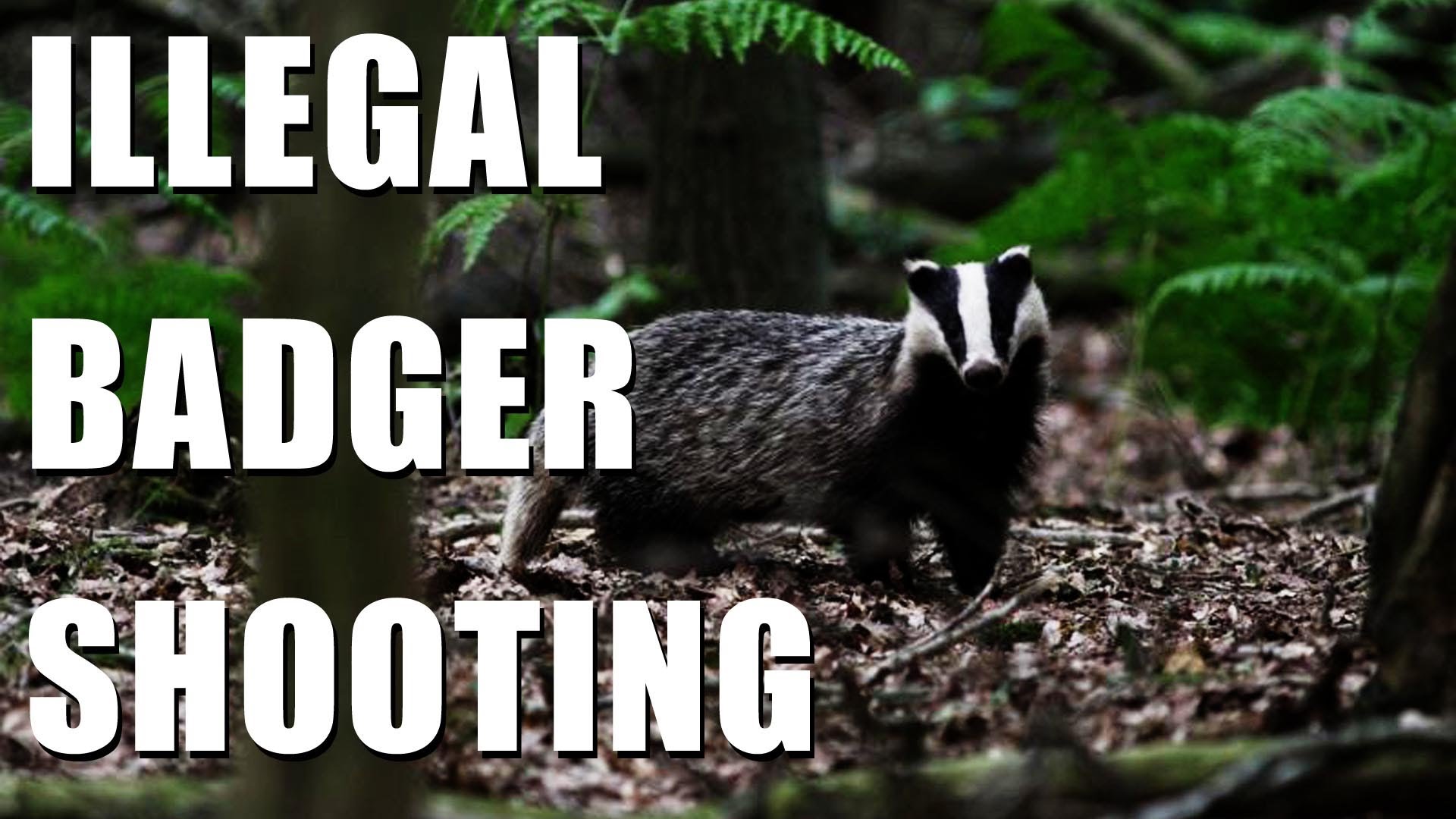 Shooting badgers illegally Fieldsports Channel