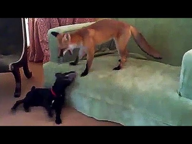 Fox plays with terrier – funny animal film