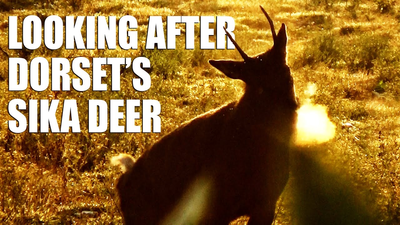 Looking after Dorset’s Sika Deer