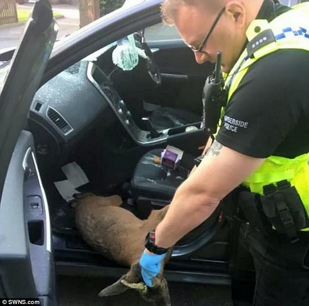 Deer through windscreen