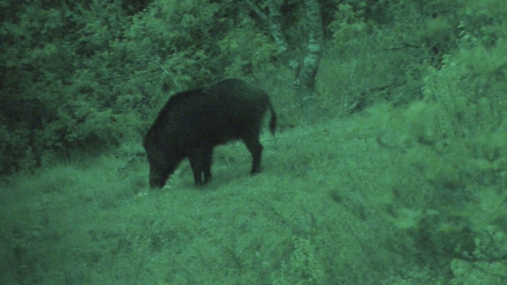 Hunt and Cook Wild Boar