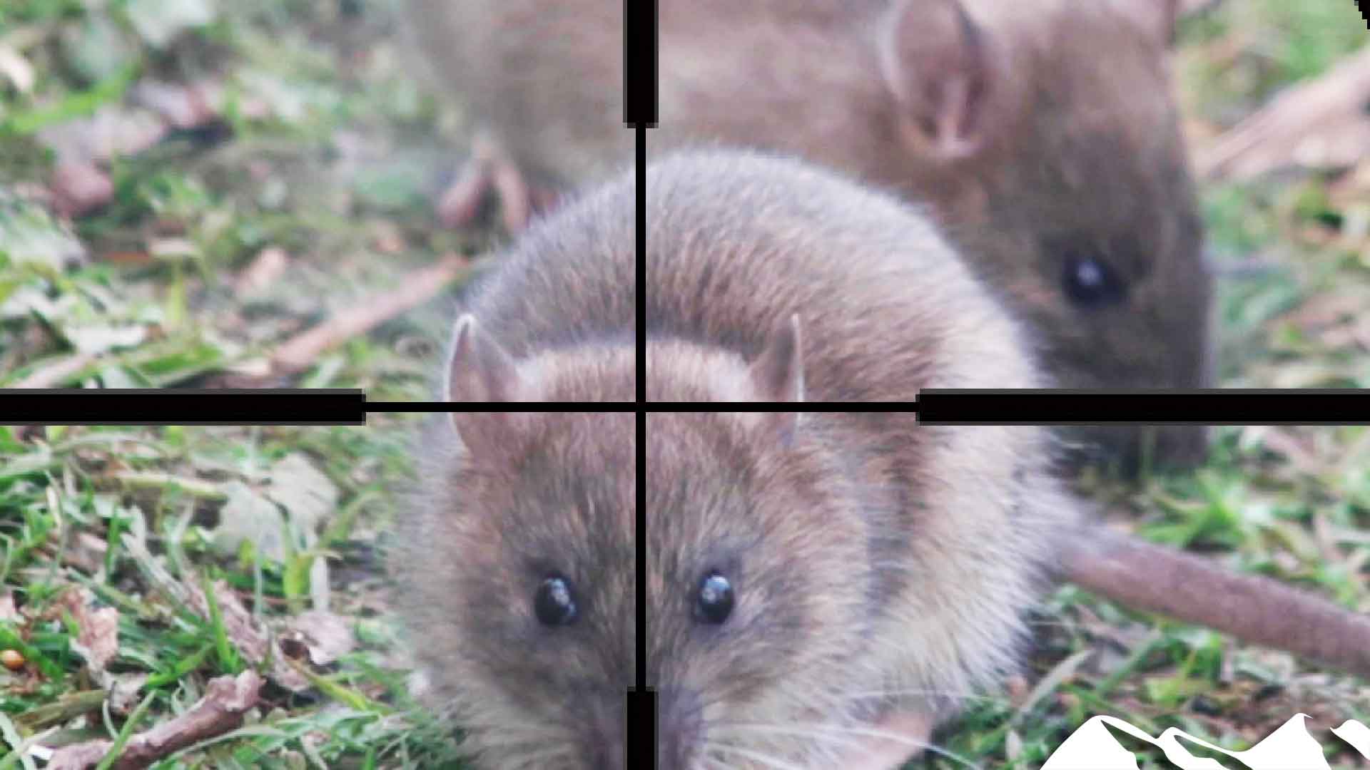 The Bird Table of Doom: Rats and Squirrels