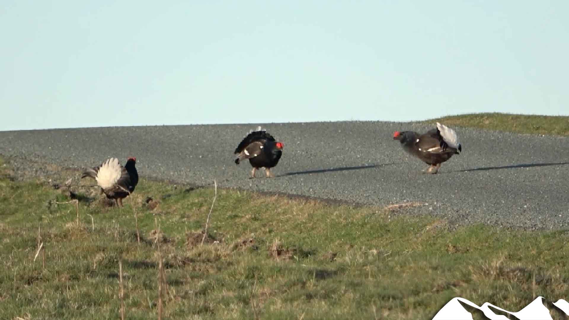 Lockdown lekking: black grouse in the road