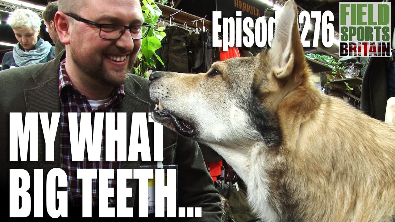 Fieldsports Britain – My What Big Teeth You Have, Grandma