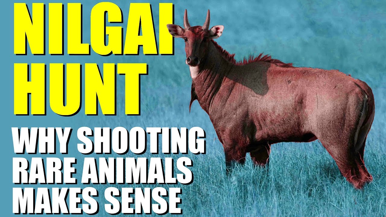 Fieldsports Britain – Why shooting rare animals can make sense