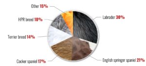 30% of you have a labrador, with English springer spaniels in second place at 21%, Cockers third at 17%, terriers at 14% and HPRs at 10%