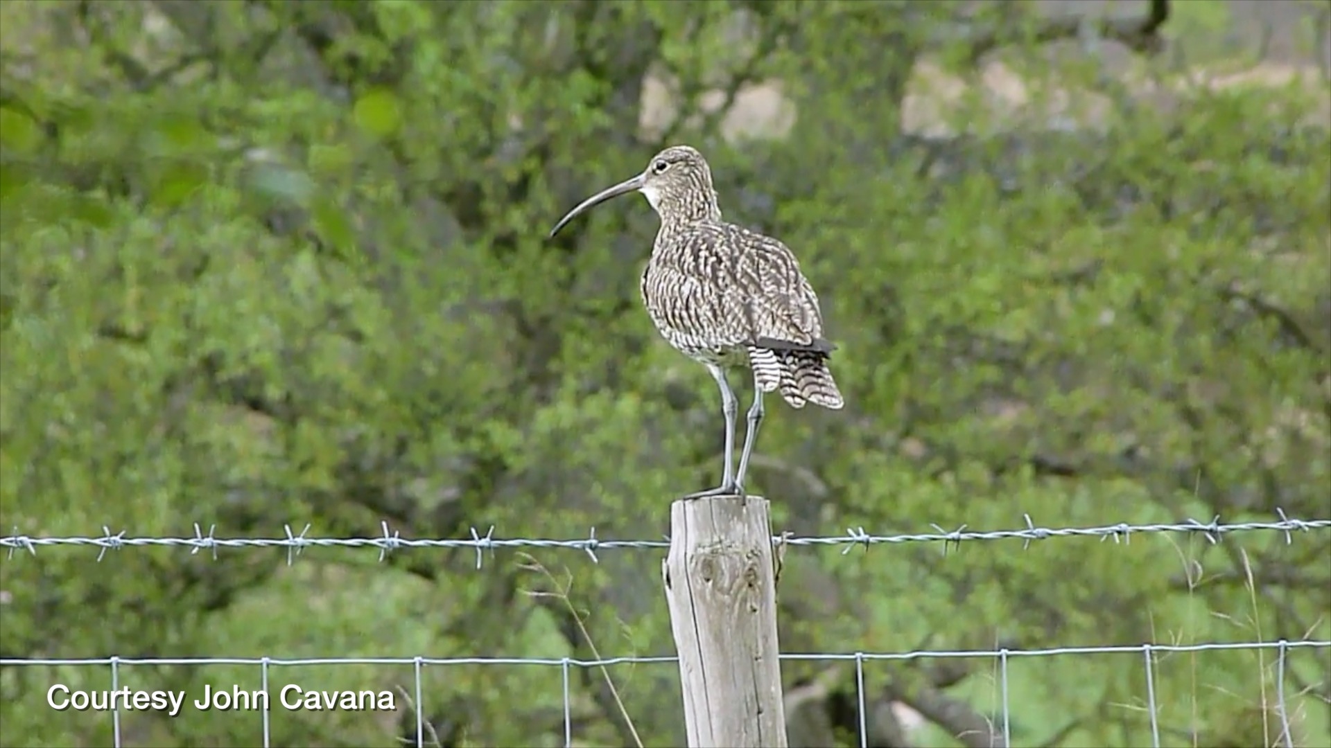 curlew Fieldsports Channel