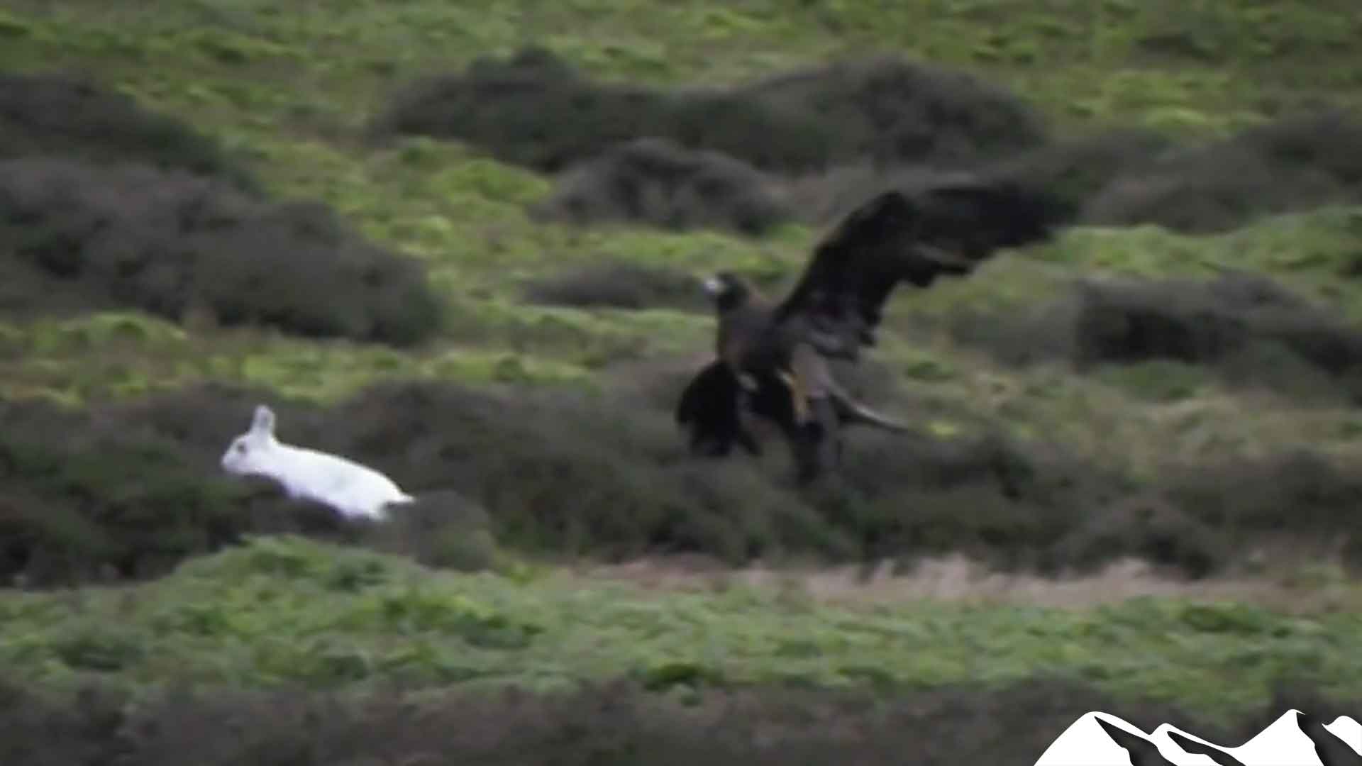 Falcon Bird Racing Falcon racing – what is it? - Fieldsports Channel