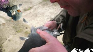 How to blow a pigeon