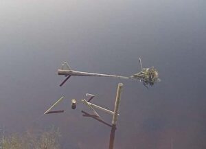 Cops called in after bird nest chainsaw massacre