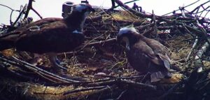 Cops called in after bird nest chainsaw massacre