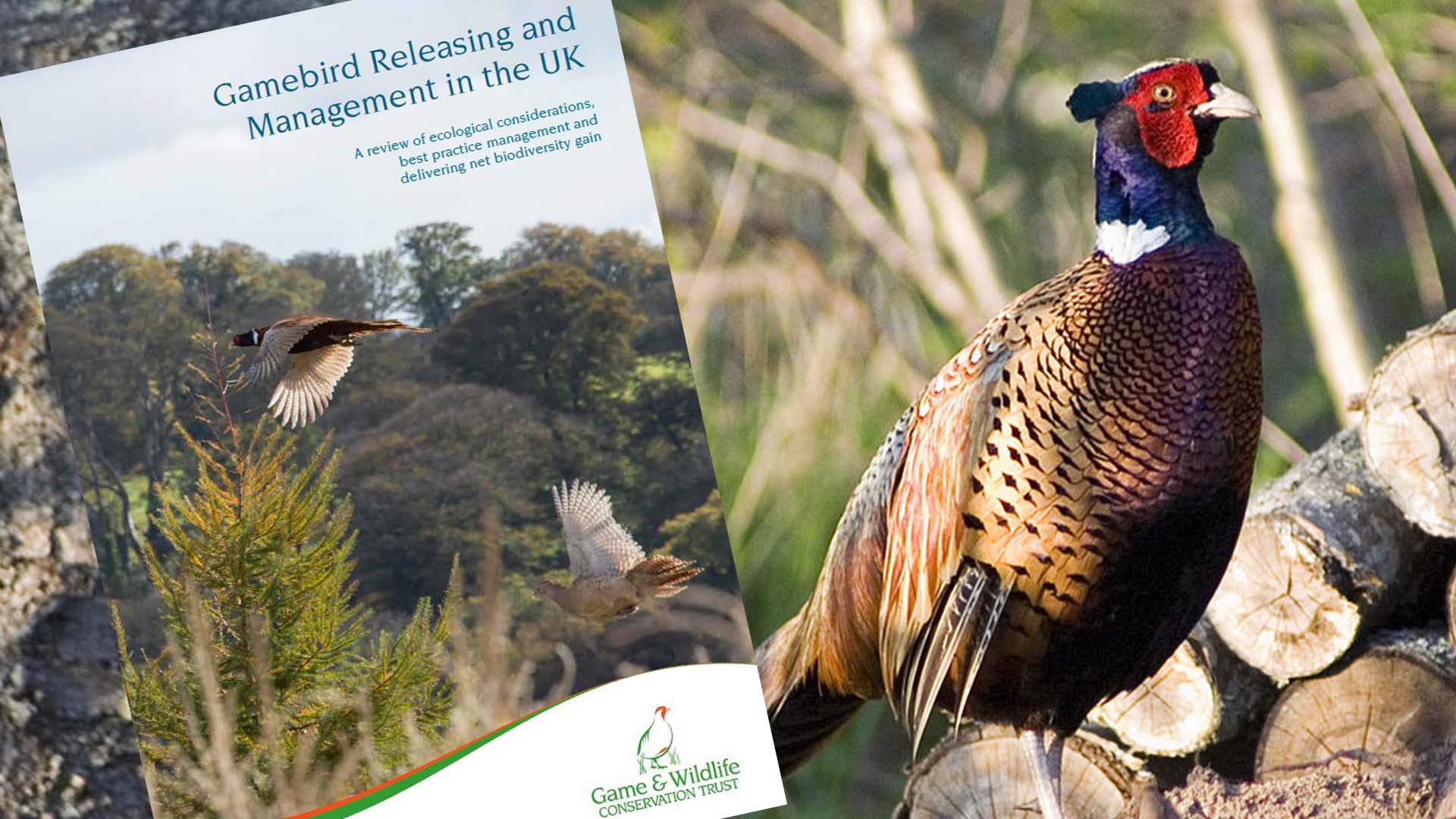 How releasing pheasants helps wildlife – report