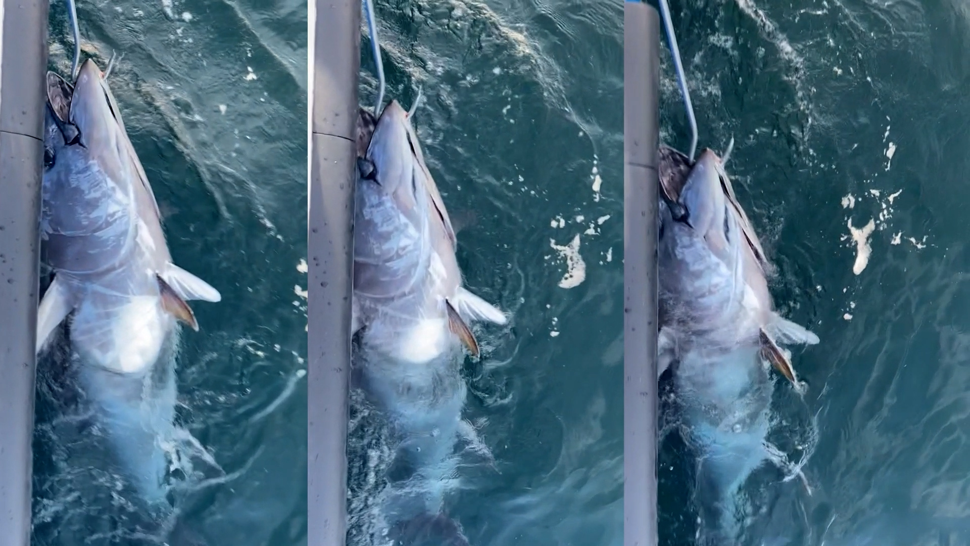 UK government plans tuna sportfishing ban Fieldsports Channel