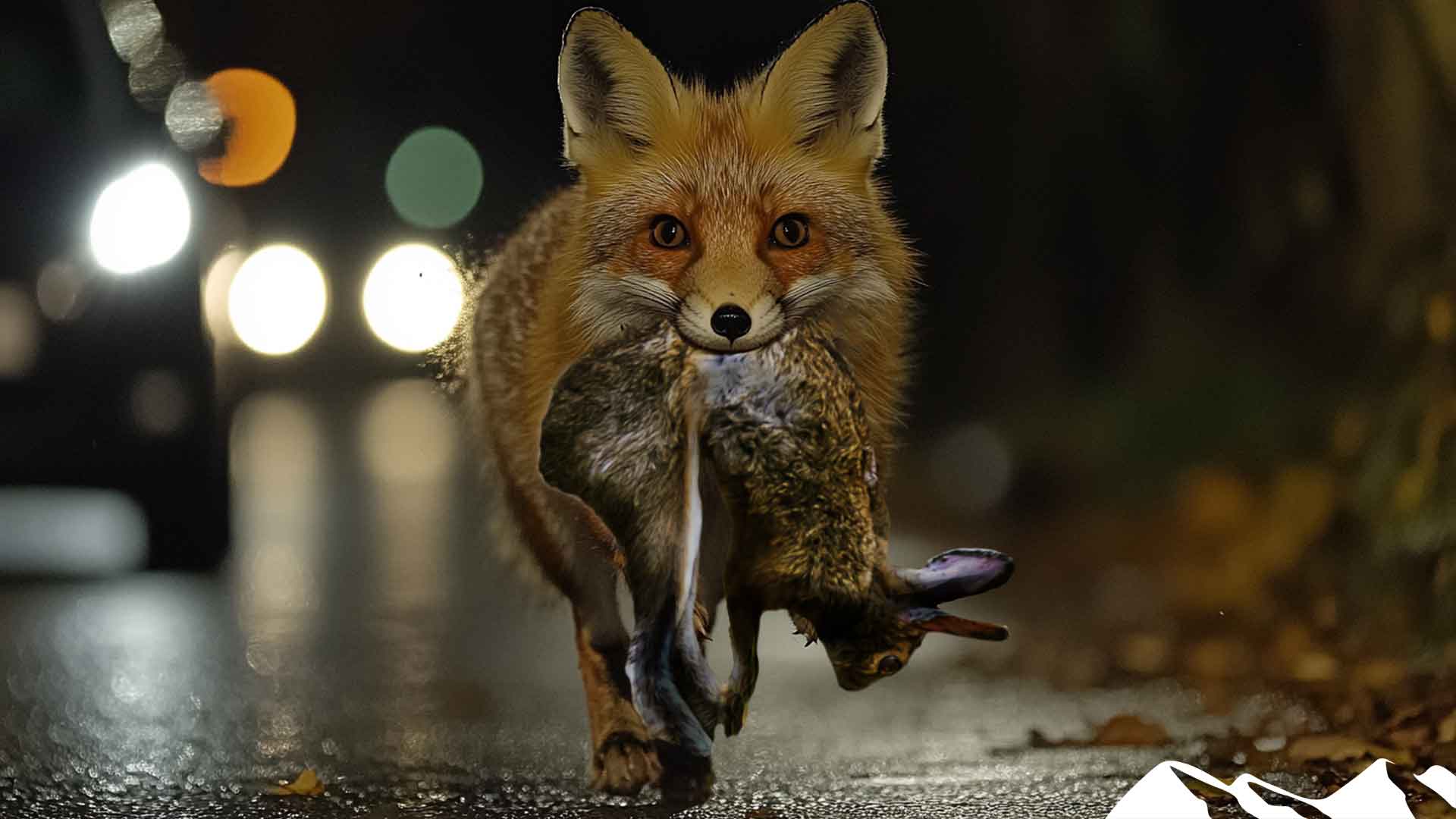 Shooting the fox that retrieves rabbits - Fieldsports Channel