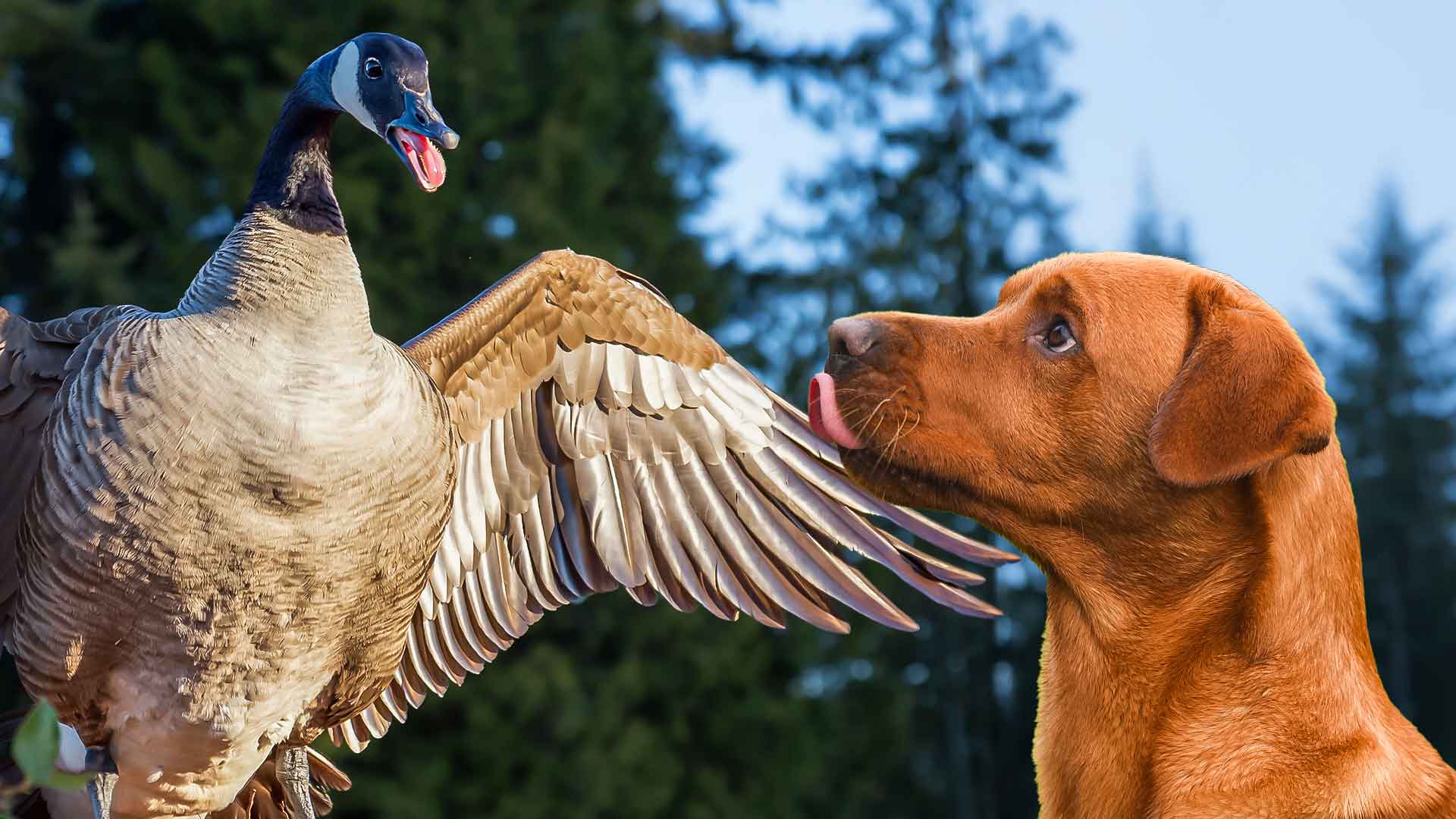 Shooting geese to make delicious jerky