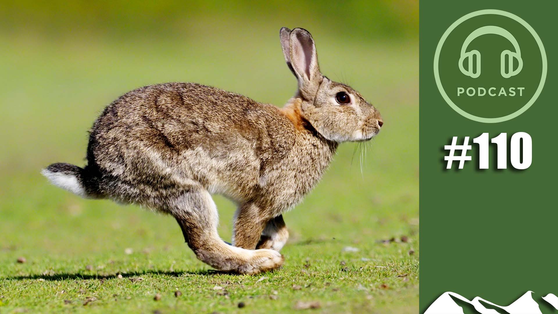 The story of the rabbit – FieldsportsChannel Podcast, episode 110 ...